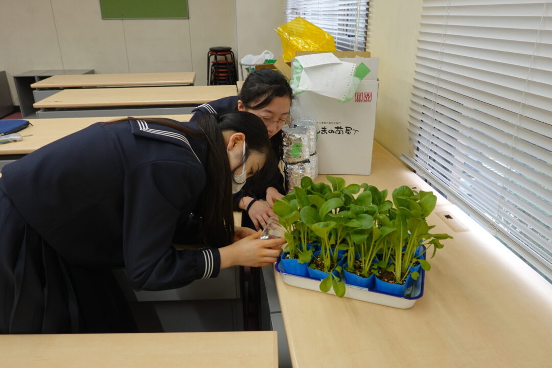 植物の実験